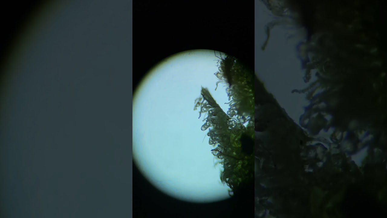 Trichomes under microscope #science #photography #biology