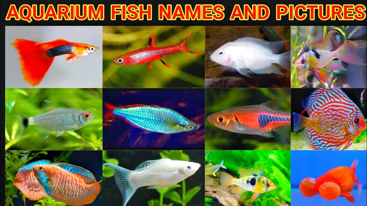 aquarium fish names|Fish name & image|fish Aquarium