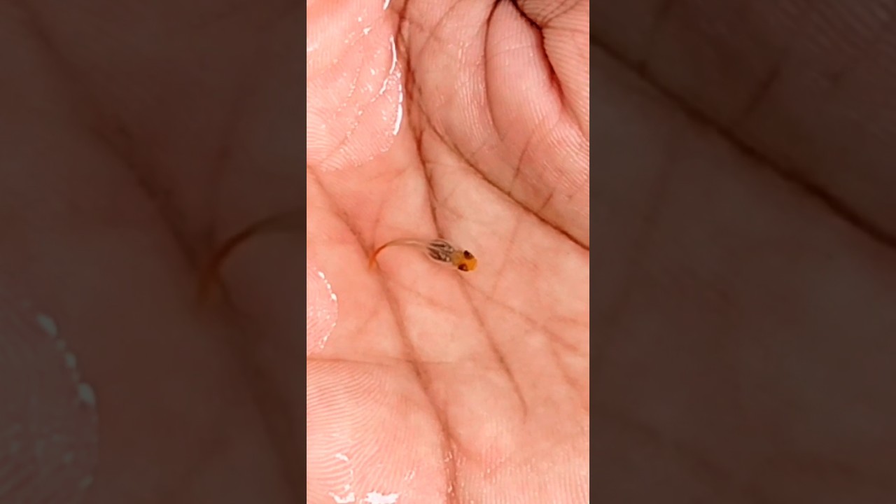 koi tuxedo guppy🥰🥰 #guppies #aquarium #shorts