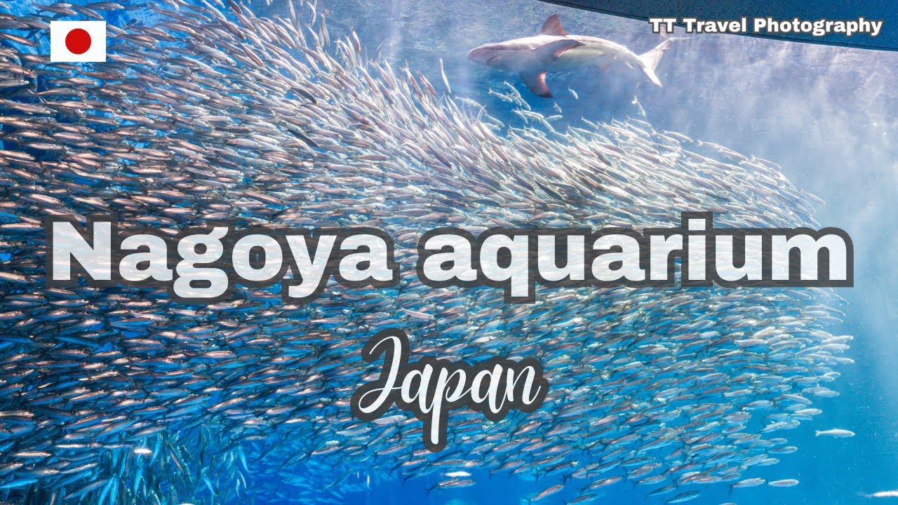 NAGOYA AQUARIUM, Japan / Discover one of the best aquariums / TT Travel Photography