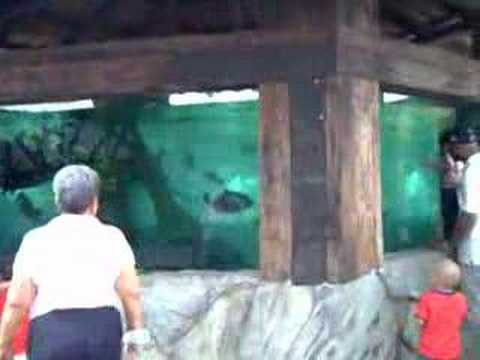 Piranha Family Aquarium in Cali