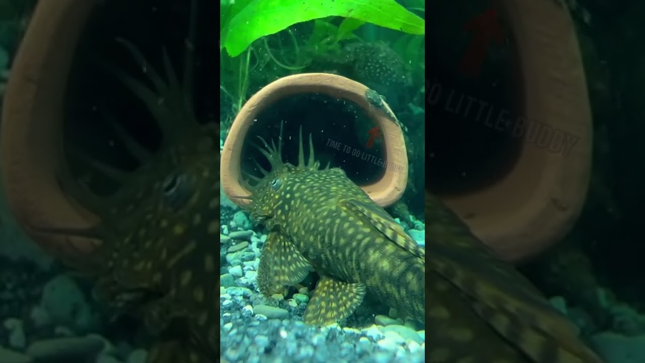 Time To Go – Baby Bristlenose Leaving The Cave #aquarium #aquatic #youtubeshorts