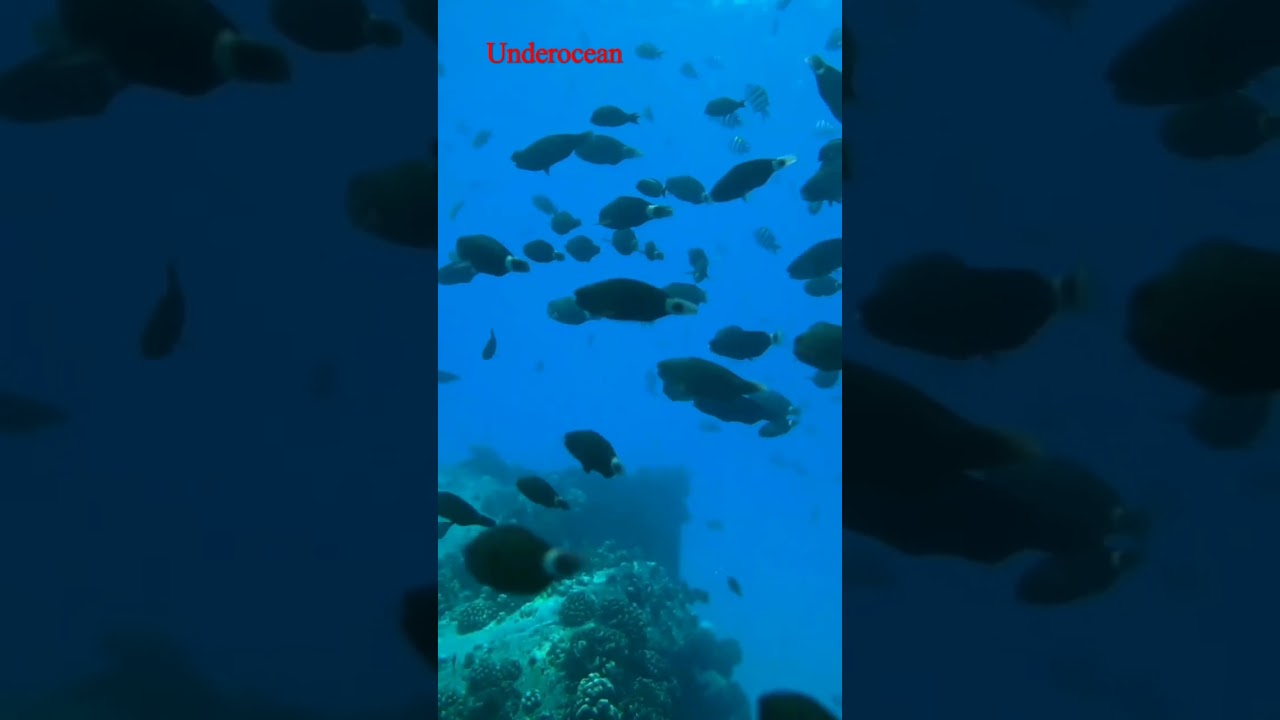 under ocean photography ❤️ #trending ❤️#likeforlikes #creative #like #nature