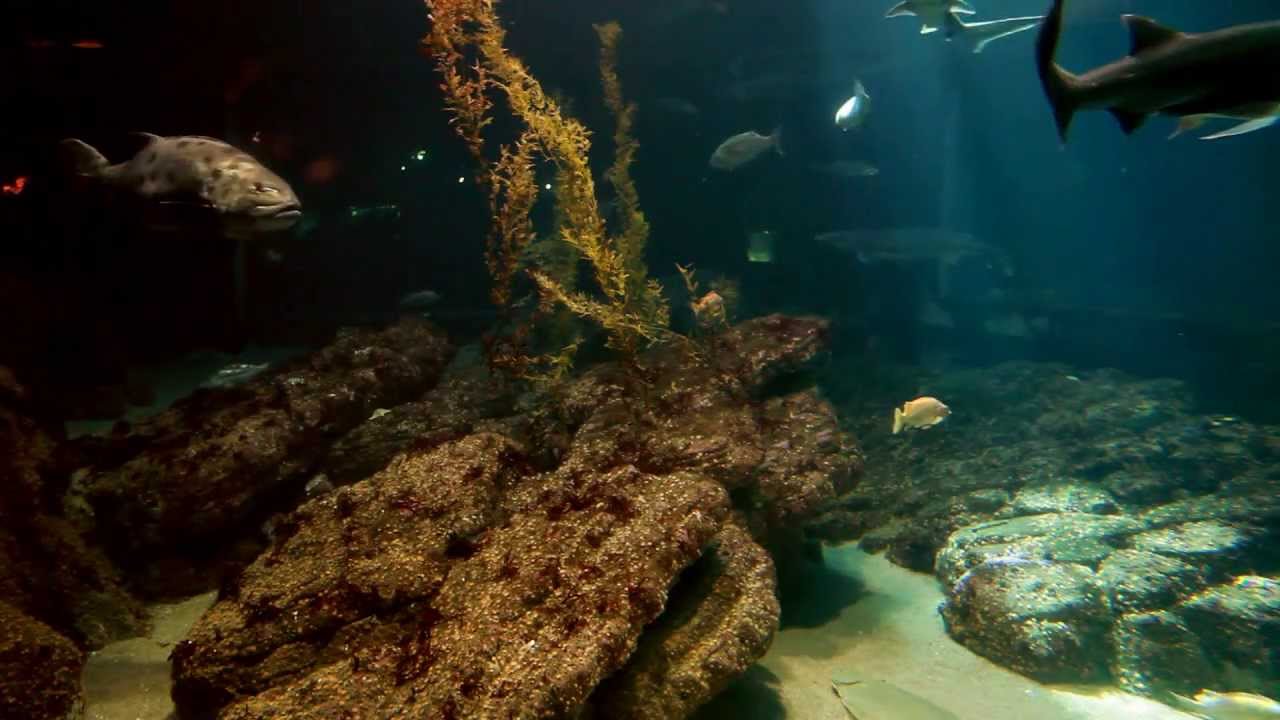 5D Mark II Low Light Footage Monterey Bay Aquarium