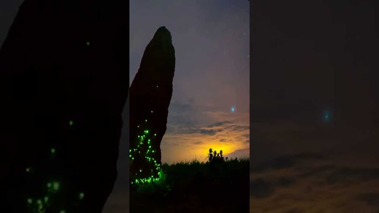 Bioluminescence up close sparrow larvae devouring thyme with wings @phablodearaujo | Falcon Aquarium