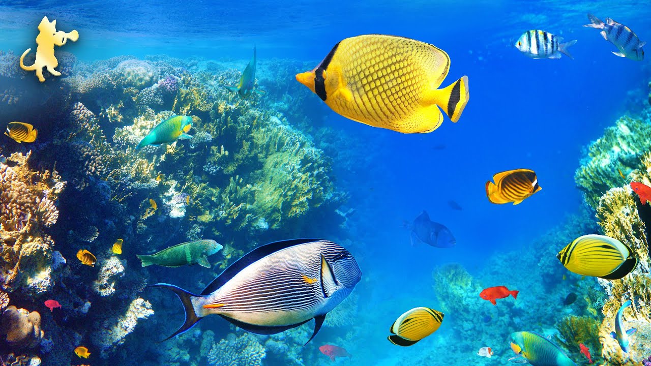Breathtaking Coral Reef Fish & Ocean Wonders 🐠 Relaxing Aquarium Music for Sleep, Meditation & Yoga