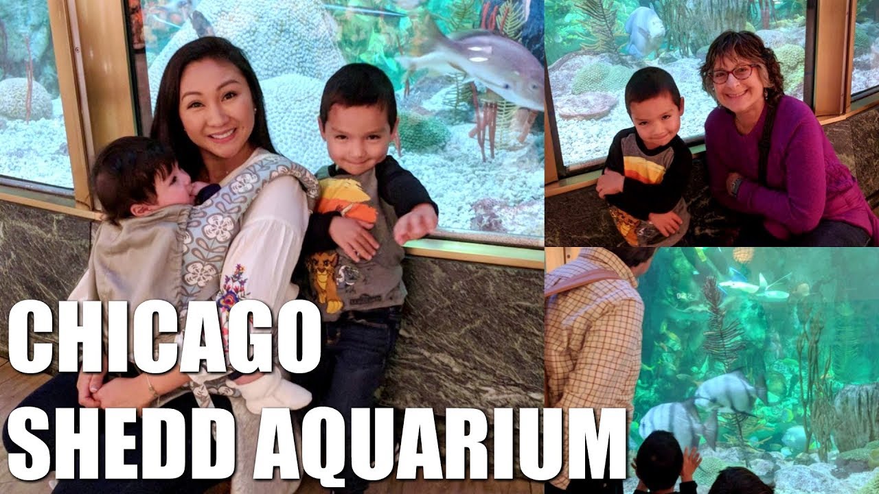 CHICAGO SHEDD AQUARIUM FAMILY TRAVEL VLOG!