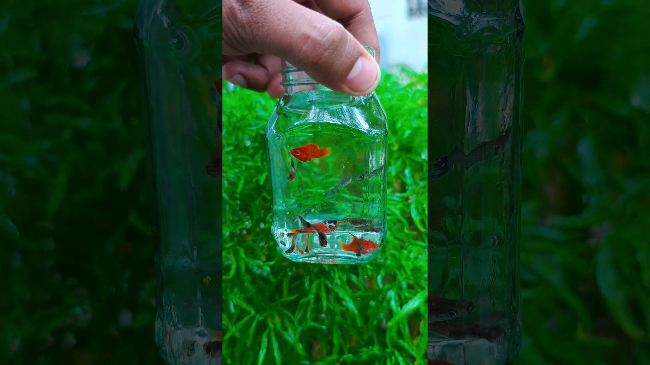 FISHING 🐟#youtubeshorts #shorts #trendingshorts #fish #fishing
