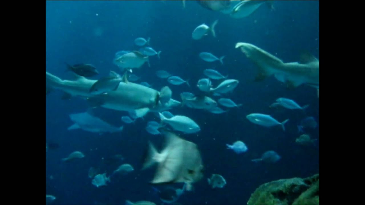 Family of Divers at the Tennessee Aquarium