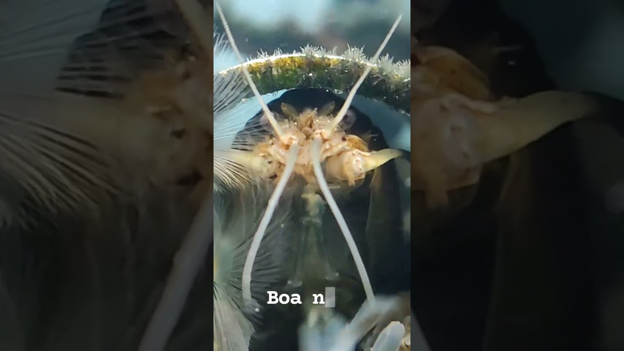 Filter Lobster Animal A Top Animal Crustaceans Shrimps Crayfish @aquaticusdesign | Falcon Aquarium