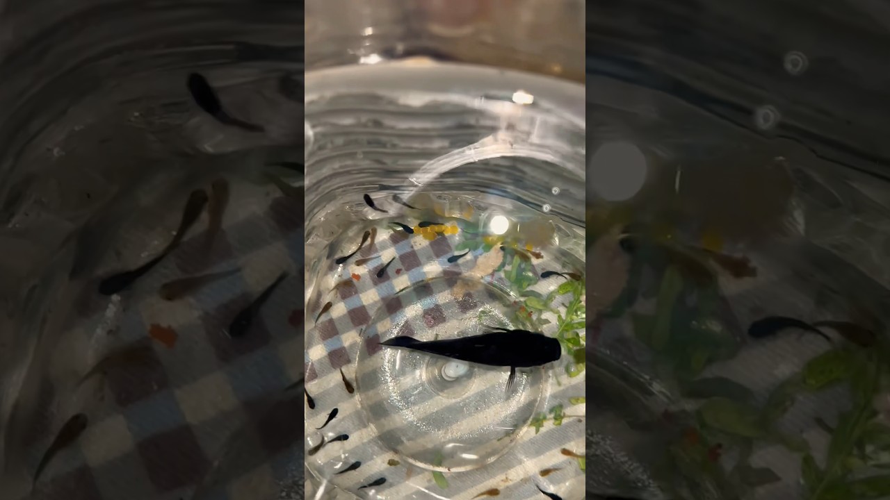 Molly fish birth in aquarium Mini vlog  #youtubeshorts #shorts#mollyfish #fishbirth  #minivlog #vlog