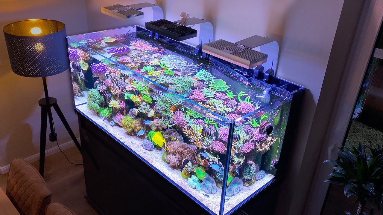 This is a *high end* REEF AQUARIUM! – Reef Relax 4K