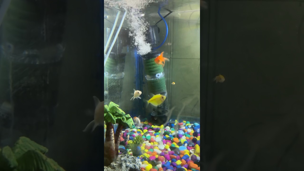 Aquarium lover’s | Aquarium Setup,  #aquarium #shorts #fishtank #fish #vlog