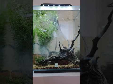 Caridina Shrimp tank setup aquarium cycling preparation