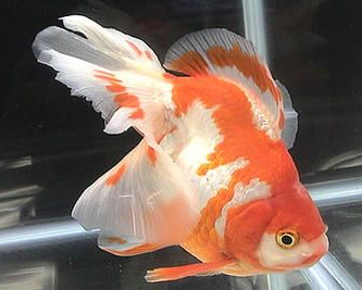 List of Goldfishes that stay small