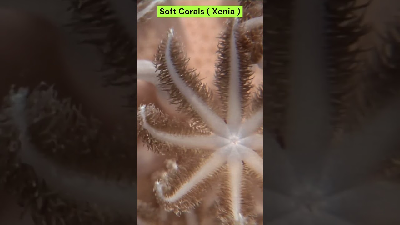 🌸🦑Nature's Masters of Disguise: Animals That Turn Into Flowers!😲 #camouflage #seaanemons #shorts
