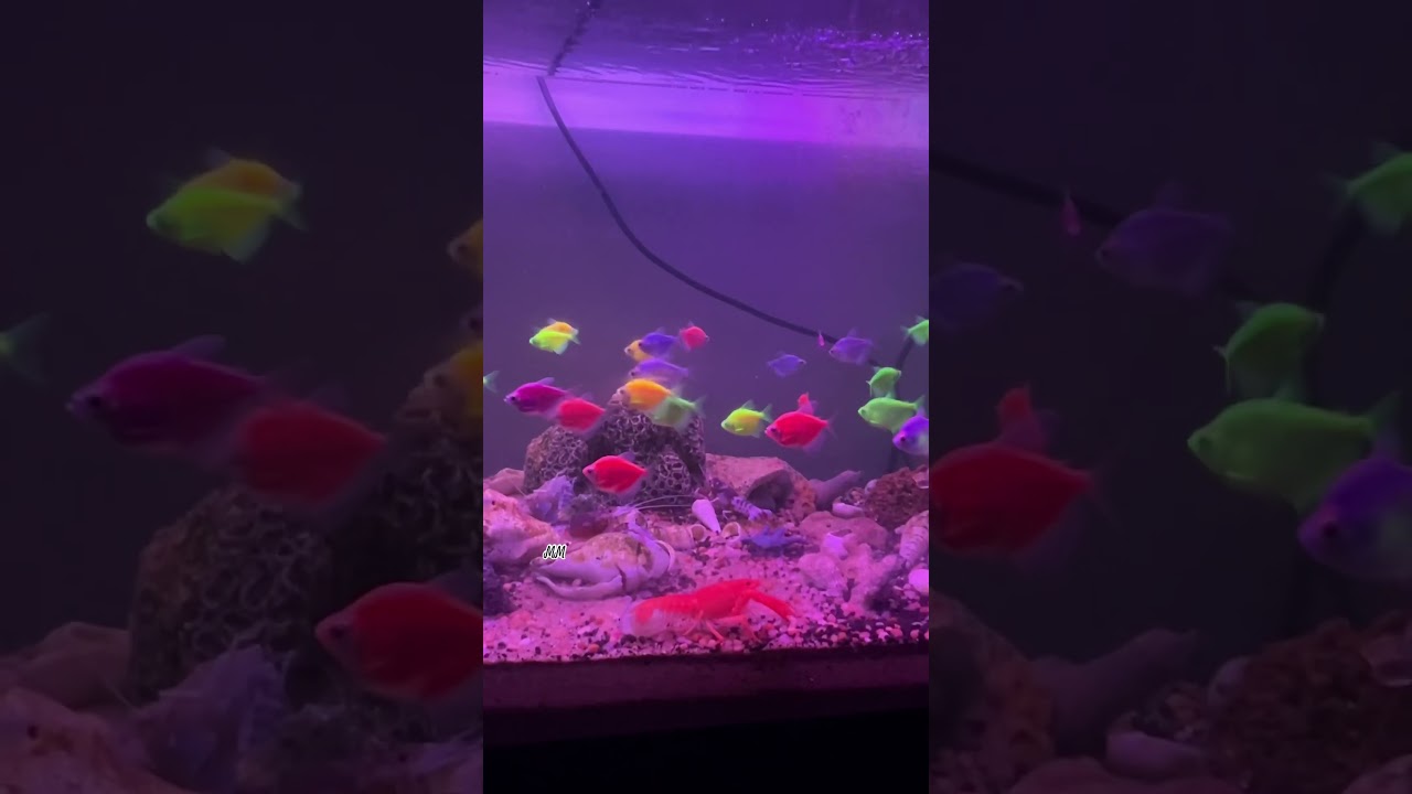 Red Lobster 🦞 #aquarium #fish #shorts #tamilvlog #mayilinfotainment #fun #happy #hobby #pets