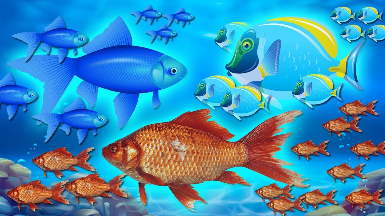 AQUARIUM FOR KIDS – WATCHING FISHES – FISH CARTOON FOR KIDS –  MEGA TOYS FOR KIDS