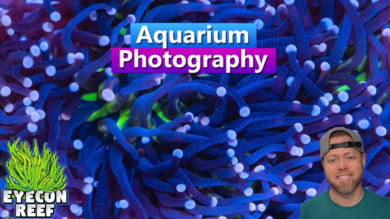 Aquarium Photography – Take better pics of your reef tank with EyeconReef