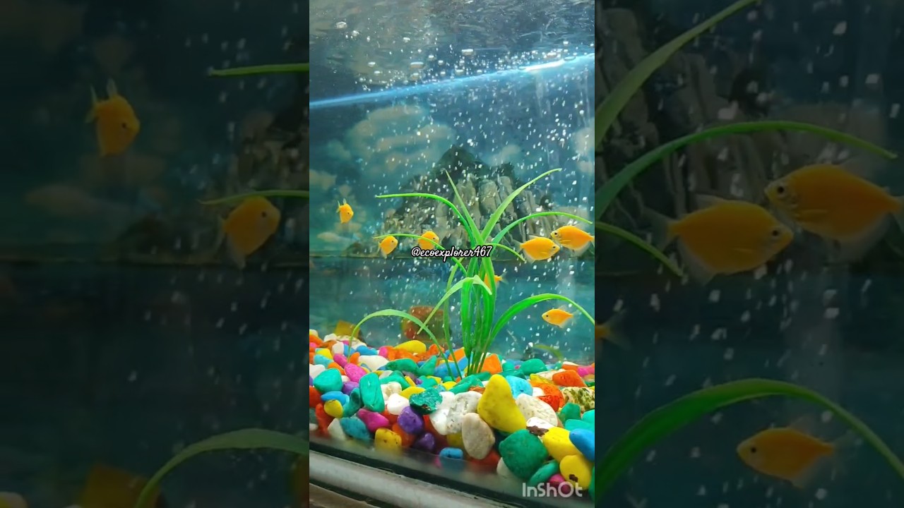 Fish Tales🐟: The Calm and Colorful World of Aquariums|A colourful world of 🐟|A soothing journey