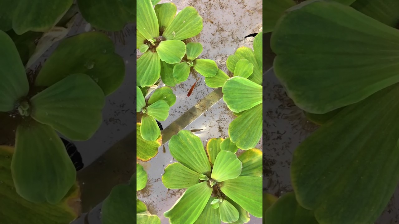 Fishes 🐟 🐠 Home Aquarium #youtubeshorts #nature #video #travel #karachi #photography