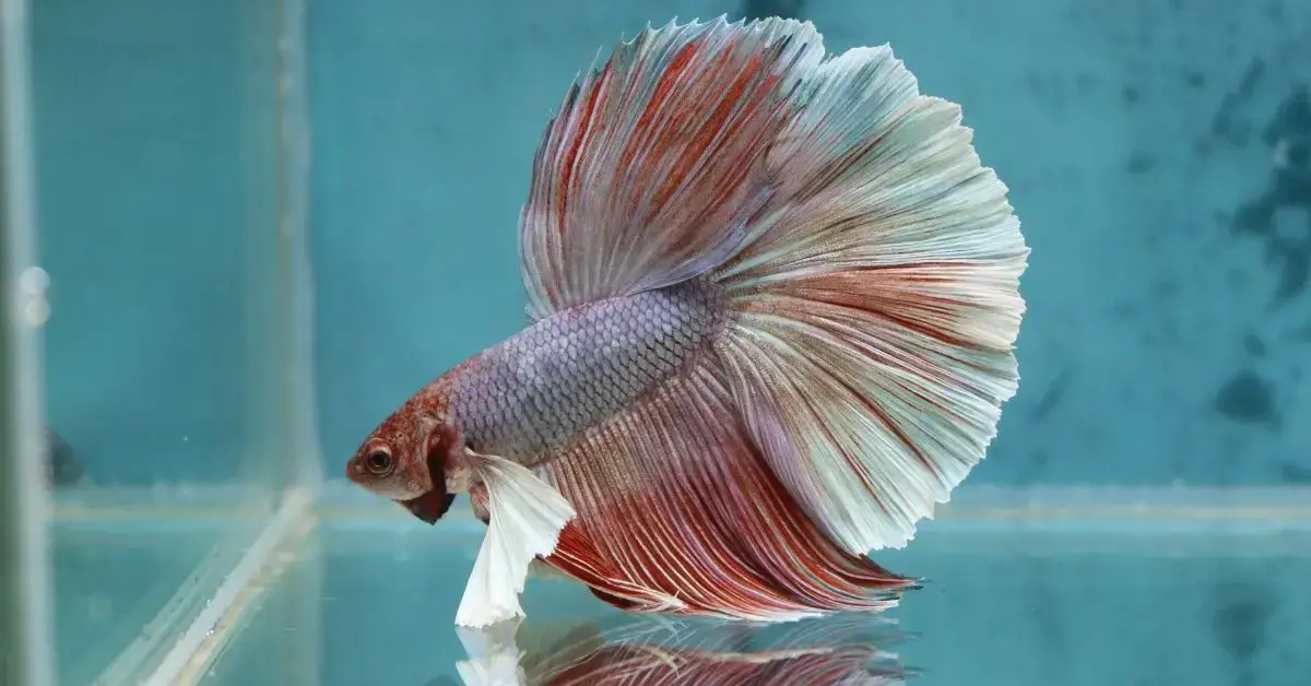 9 Best Betta Tank Mates for 10 Gallon Tanks