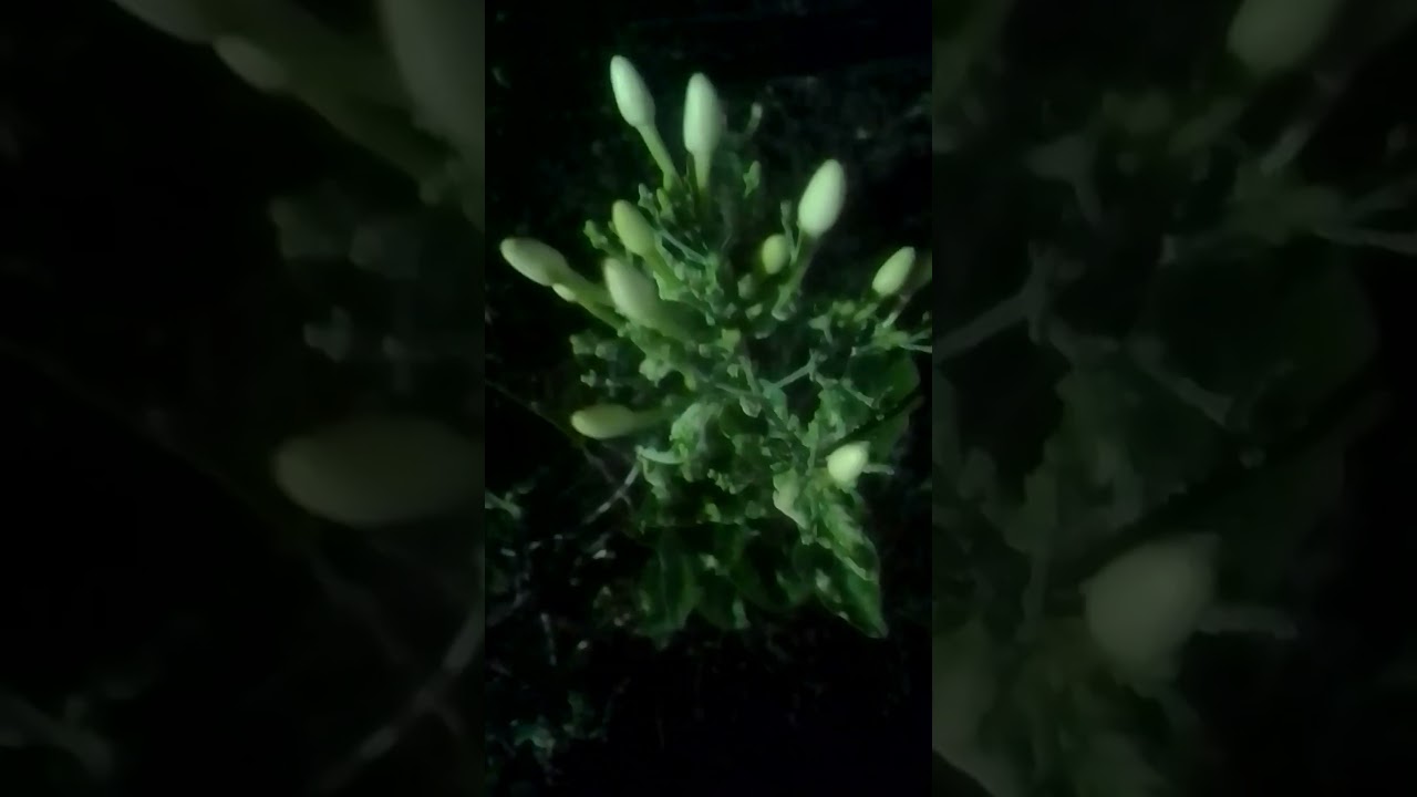 Beautiful 😍😍 Jasmine flower 🌺🌺🌃 in night view #Nature #Beauty #Shorts