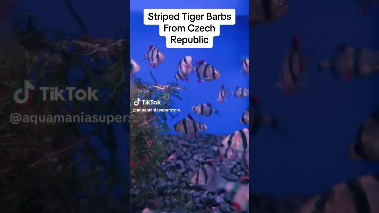 Brand New Aquatic Shipment from Czech Republic | Aquamania #pets  #aquaticpets #animals #aquarium