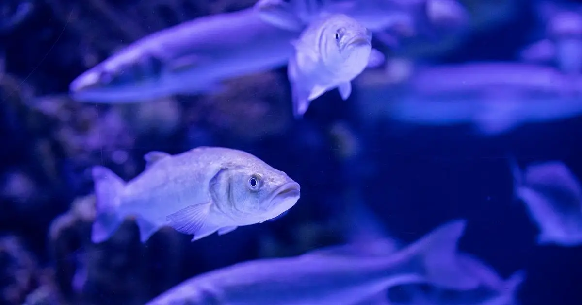 Can Algae Grow on My Fish?