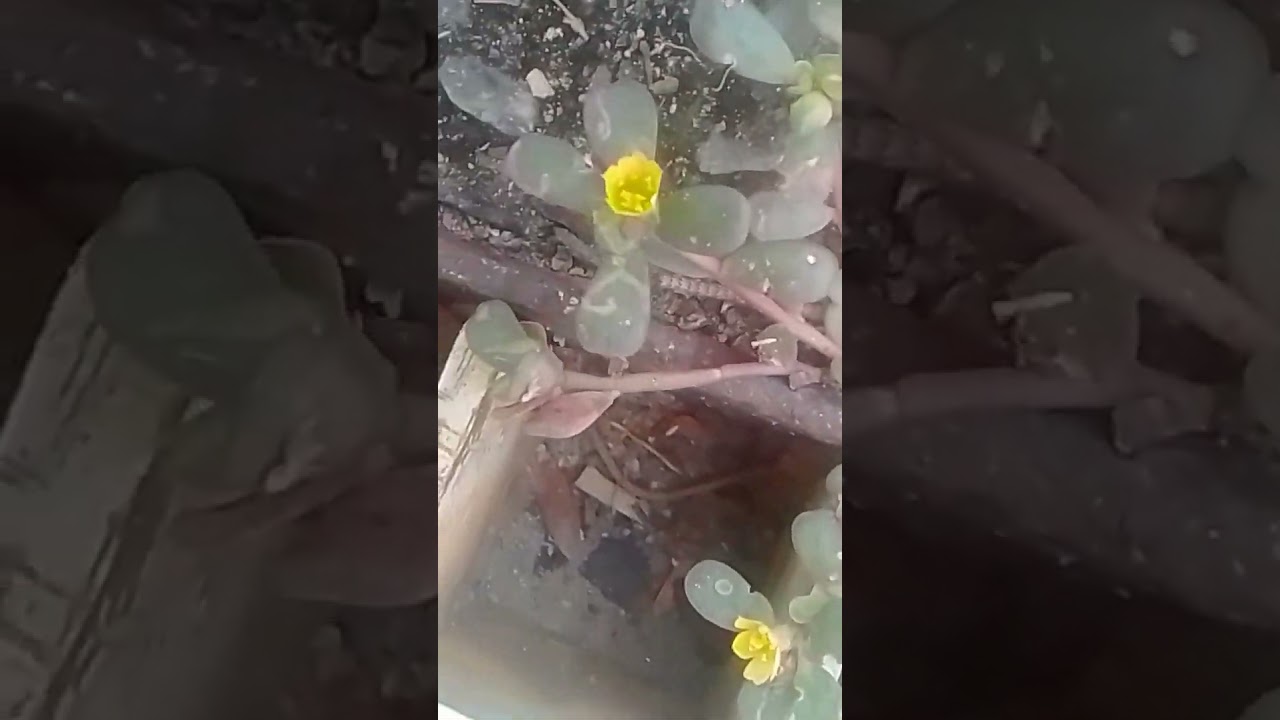 Cute 🥰🥰. Little yellow colour flowers #Nature #Beauty #Shorts