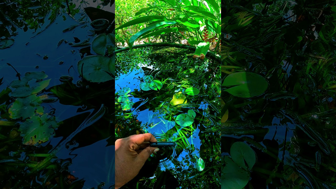 FANTASY UNDERWATER WORLD OF POND  #therapy  #underwater  #photography  #shorts #mobilephotography