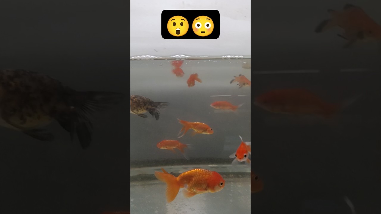 Fish aquarium #kidssong #rhymes #ytshorts #shorts #bhilai #ahatamatarbademajedar