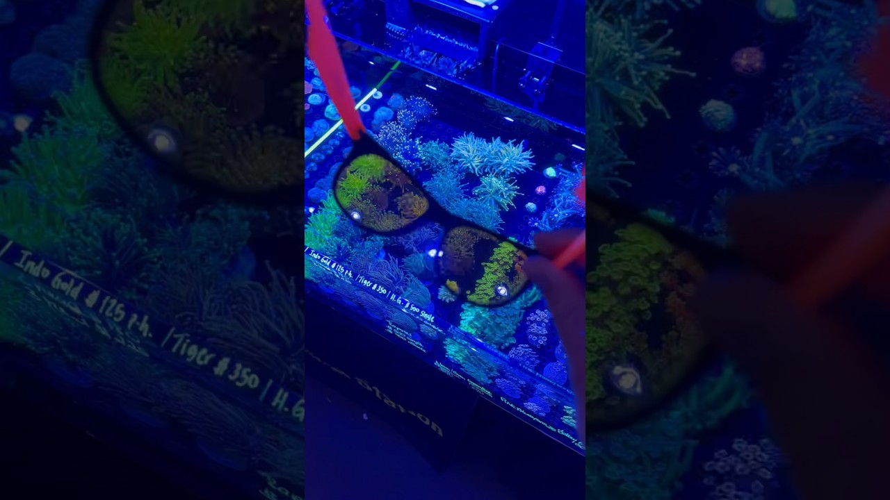 Magic Glasses at Aquashella 👓🤯 #aquarium #coral #fishtank