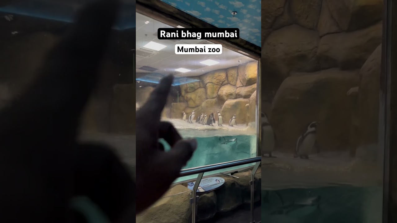 Mumbai zoo Mumbai city of dreams ❤️ #mumbai #mumbaizoo #mumbaitravelblogger #shorts #short #yt