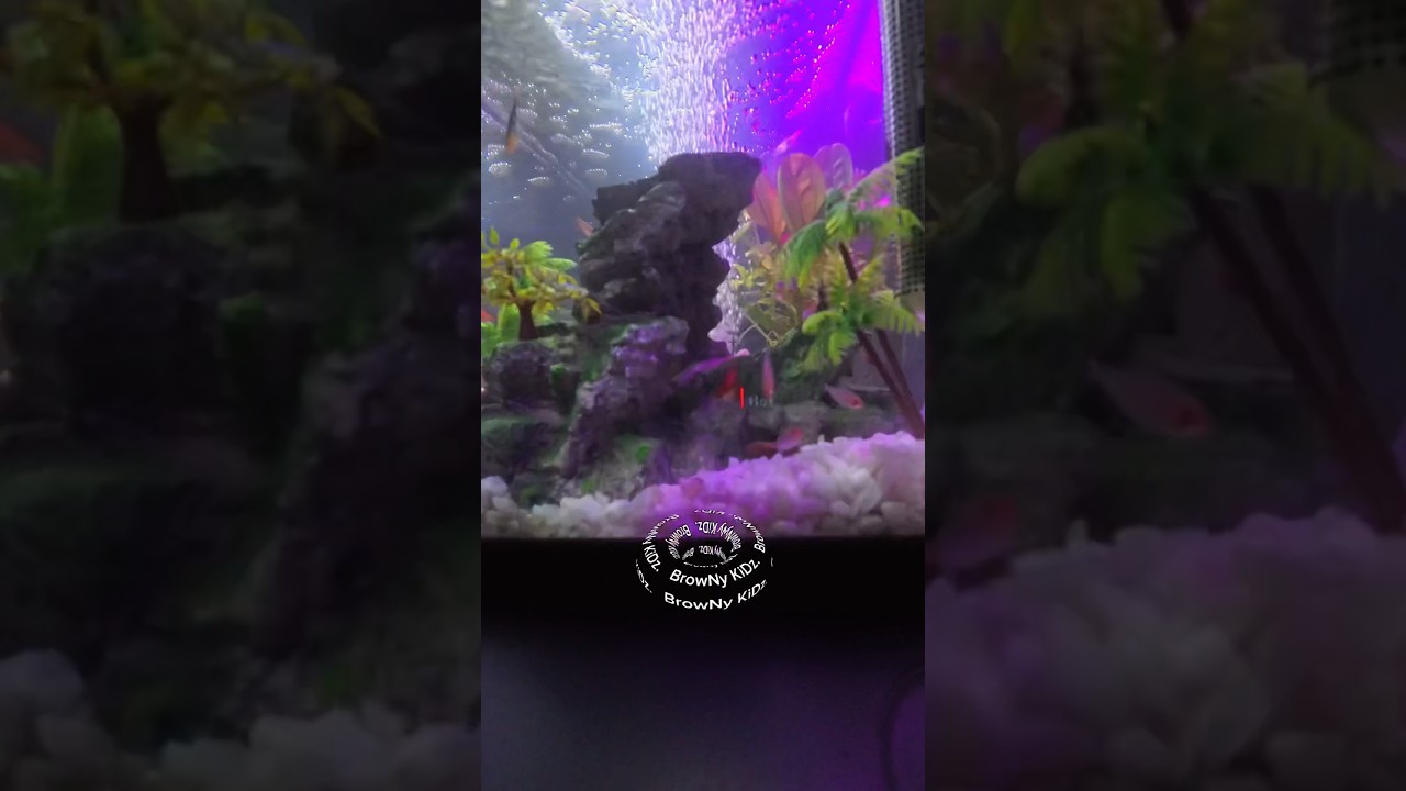 New family members #aquarium #tropical #fish #shorts