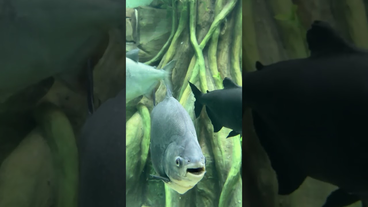 Pacu or Piranha What's the Best Fish for Your Tank?