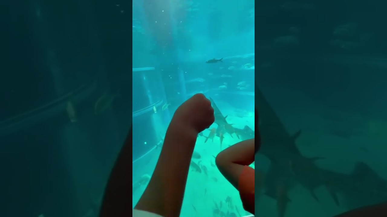 Riyu saw biggest aquarium of the world in osaka Japan