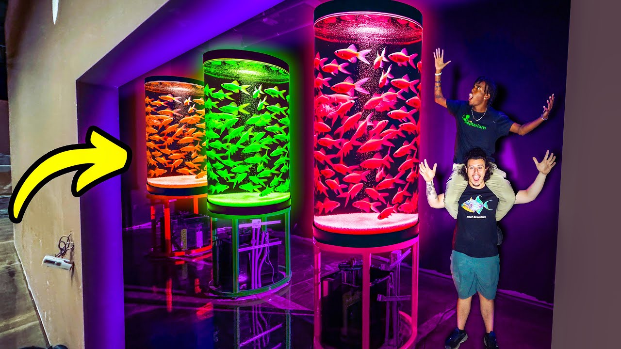 We Set Up Our Giant Glowing Fish Tanks!