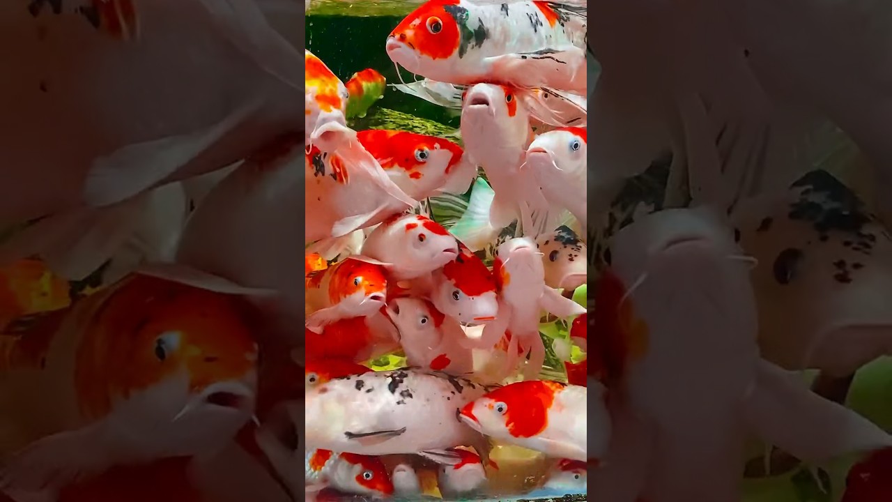 #new #fish #motivation #nature #shortsfeed #ytshort #Aquarium #Colourfulfish #shorts #youtubeshorts