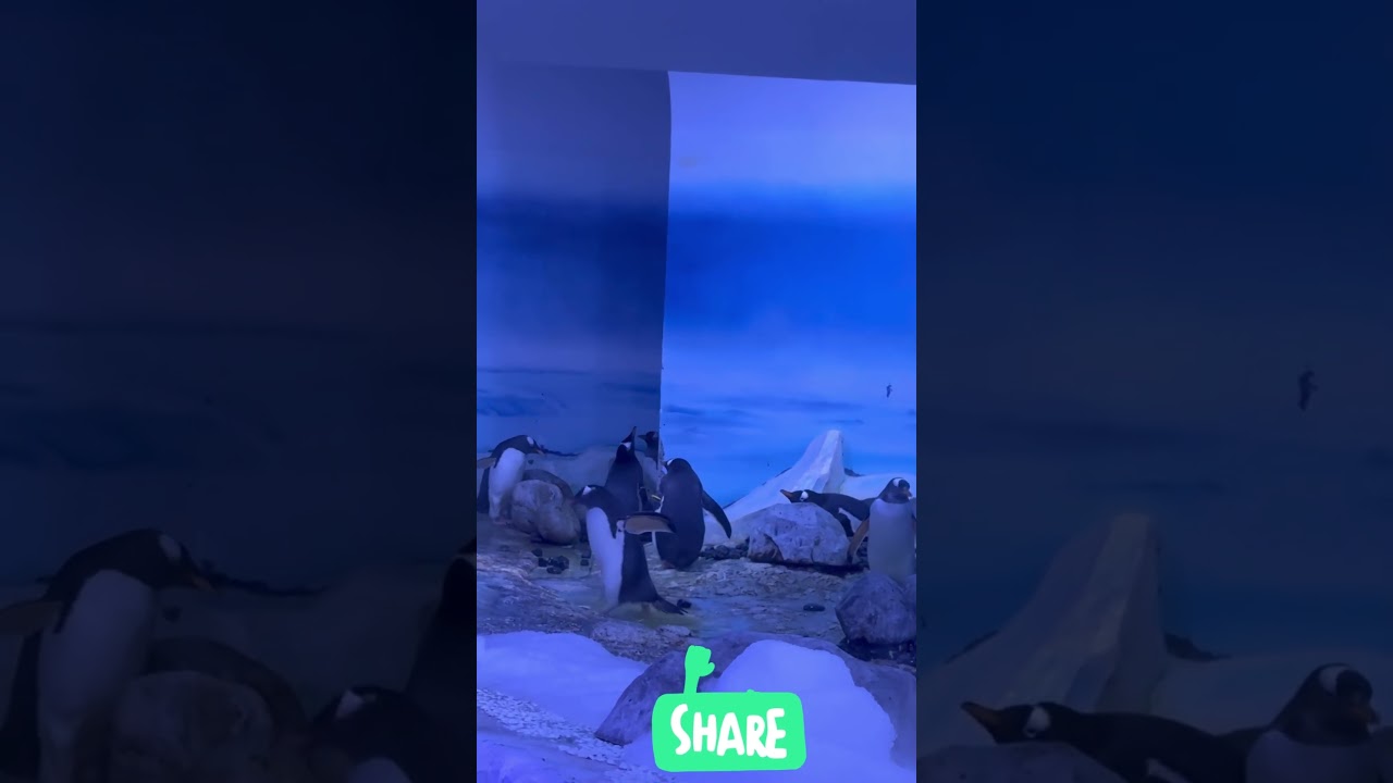 #sealifeaquarium #london #beautiful #sealifelondon#sealife #sealifecentre#shorts#reels #yt #ytshorts