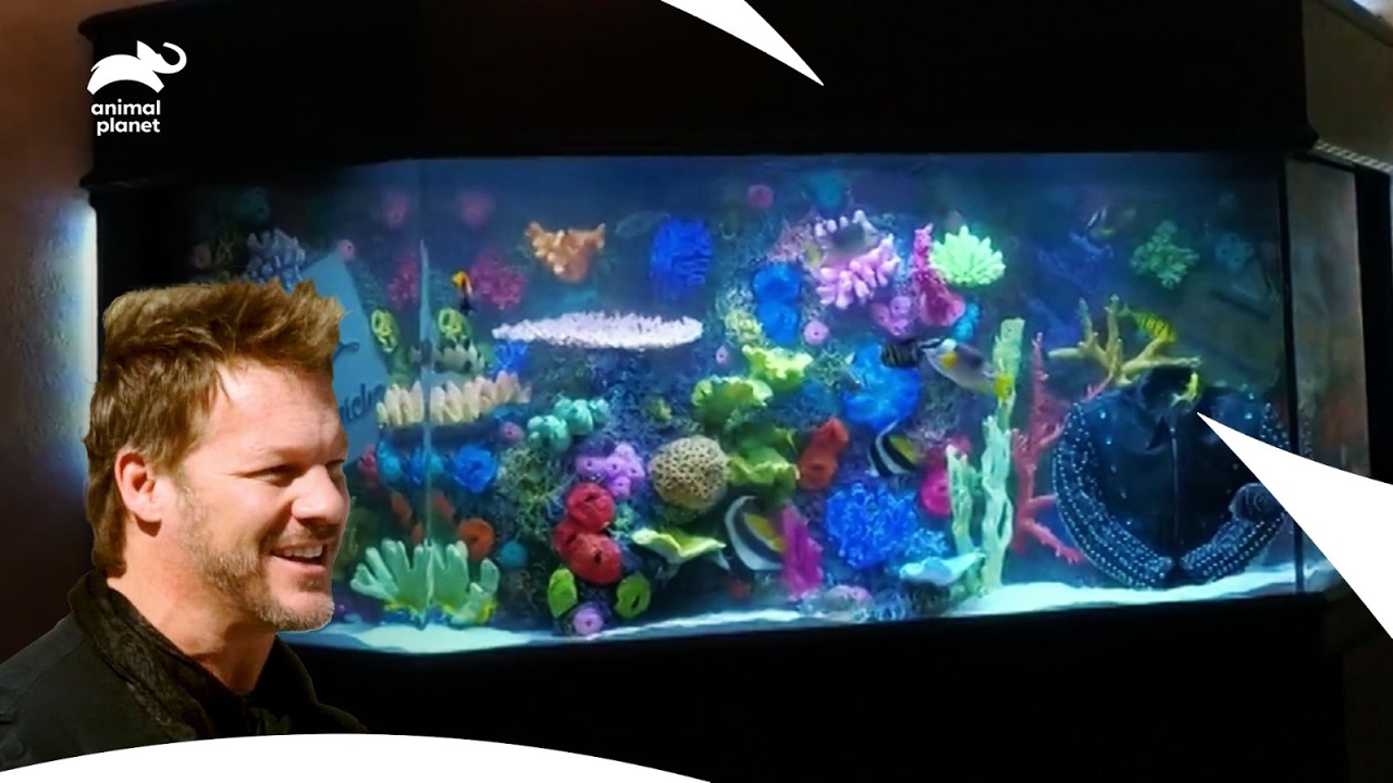 will WWE Superstar Chris Jericho & His Family Loved New Fish Tank? | Tanked | Animal Planet