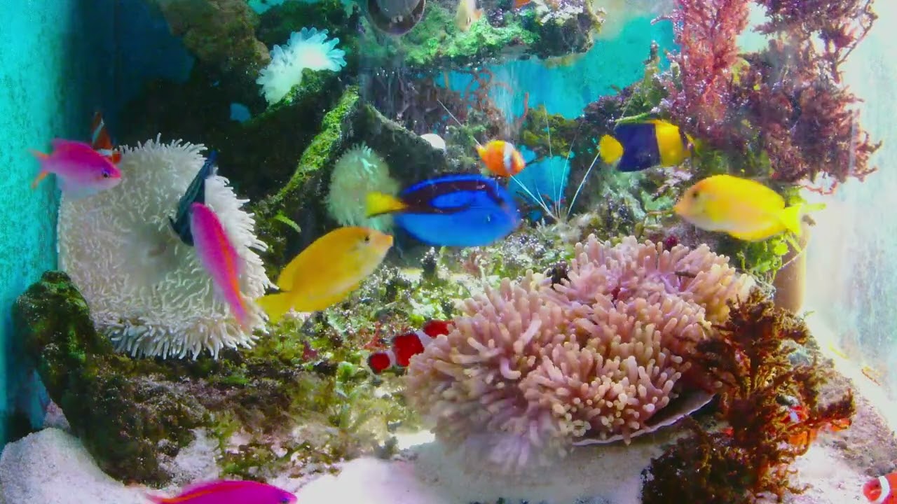most beautiful aquarium「🐳Relax your mind: real pictures and relaxing music. 🐠