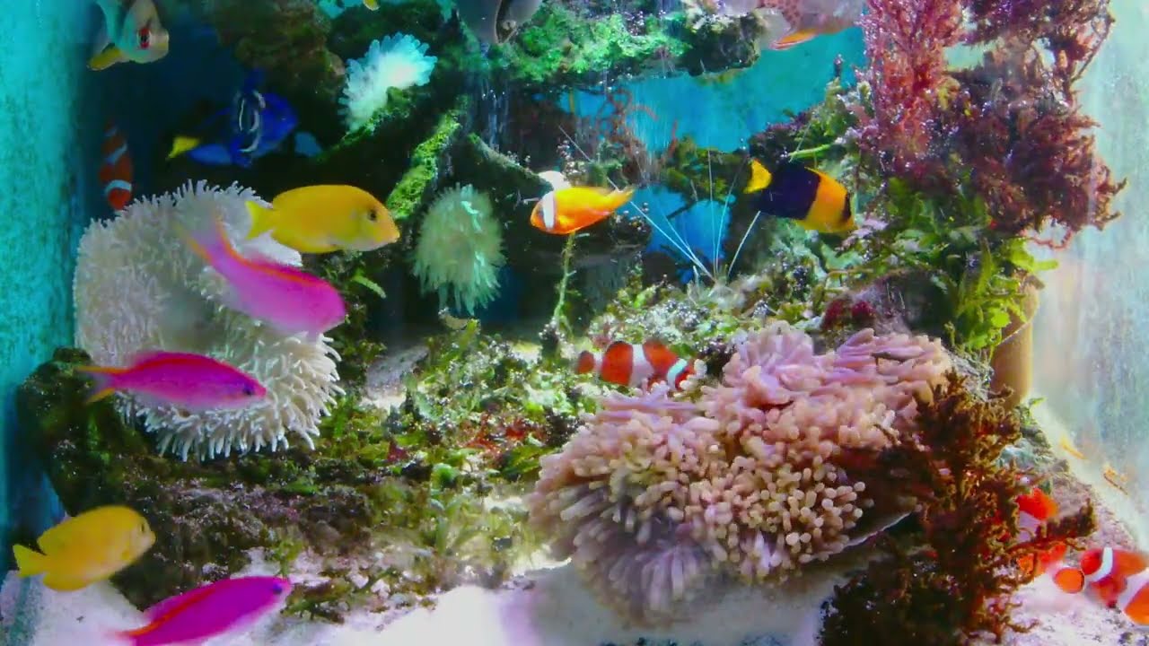 most beautiful aquarium「🐳Relax your mind: real pictures and relaxing music. 🐠At this