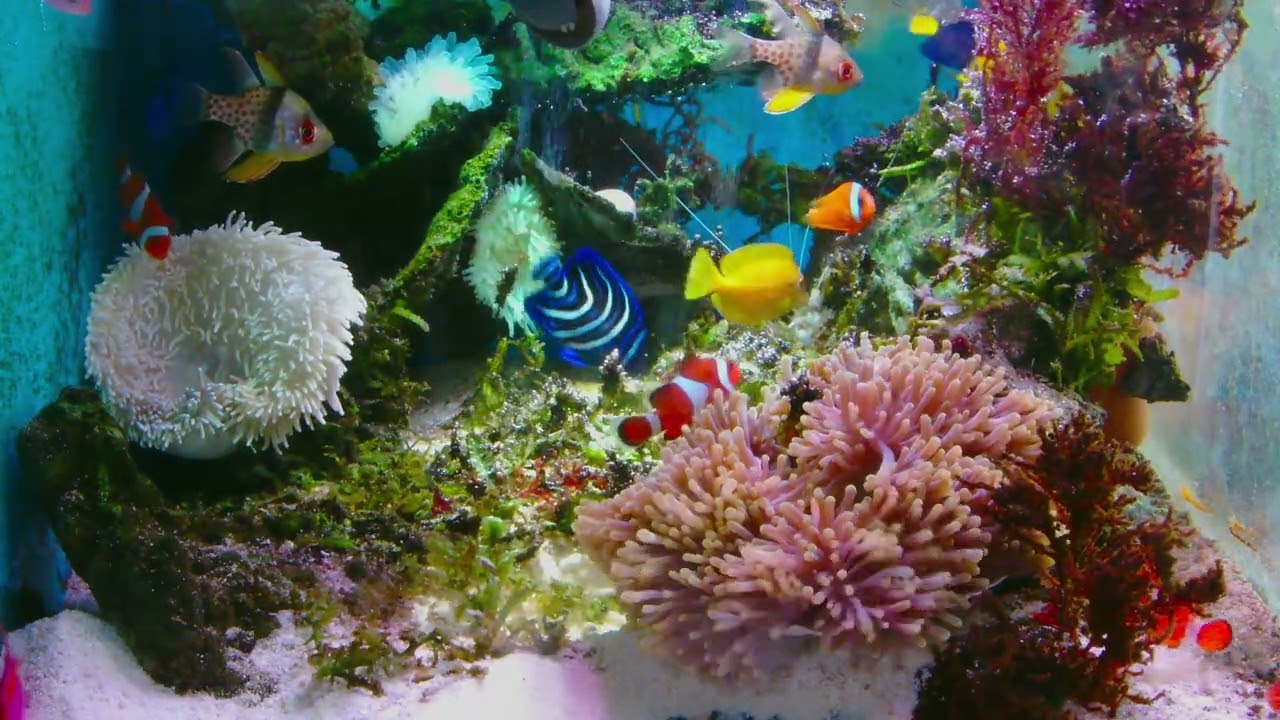underwater world aquarium「🐳Relax your mind: real pictures and relaxing music. 🐠At this time, 🐟