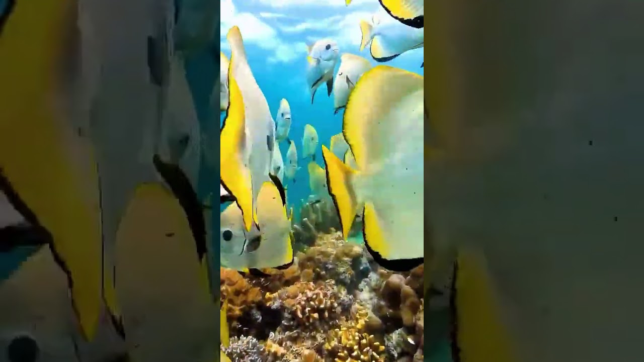 Aquarium , Aqua Fish Photography #shorts#naturephotography#aquarius #aquarium #aquariumfish#fish