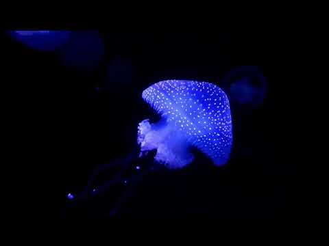 Beautiful Fish, Jellyfish & Aquarium Videos for Kids | Best Music | Very Relaxing Vides, Best Fishes