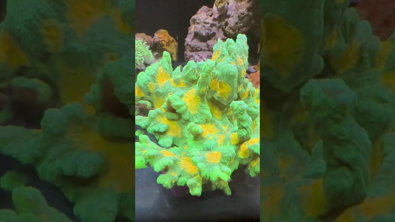 Beautiful #amazing #love #video #music #photography #fun #aquarium #tank #shop