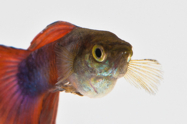 Do Mollies and Guppies Get Along? The Aquarium Guide