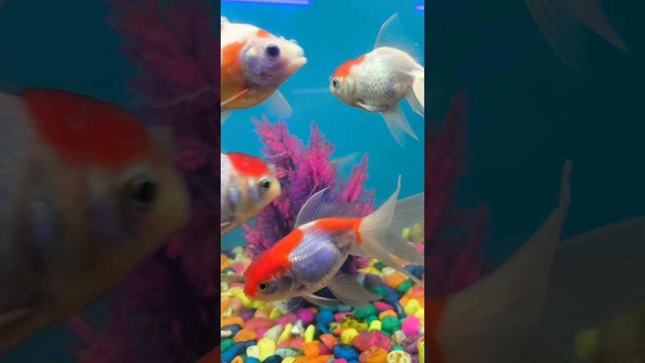 Gold Fish #shorts #viralshort #shortsfeed #youtubeshorts