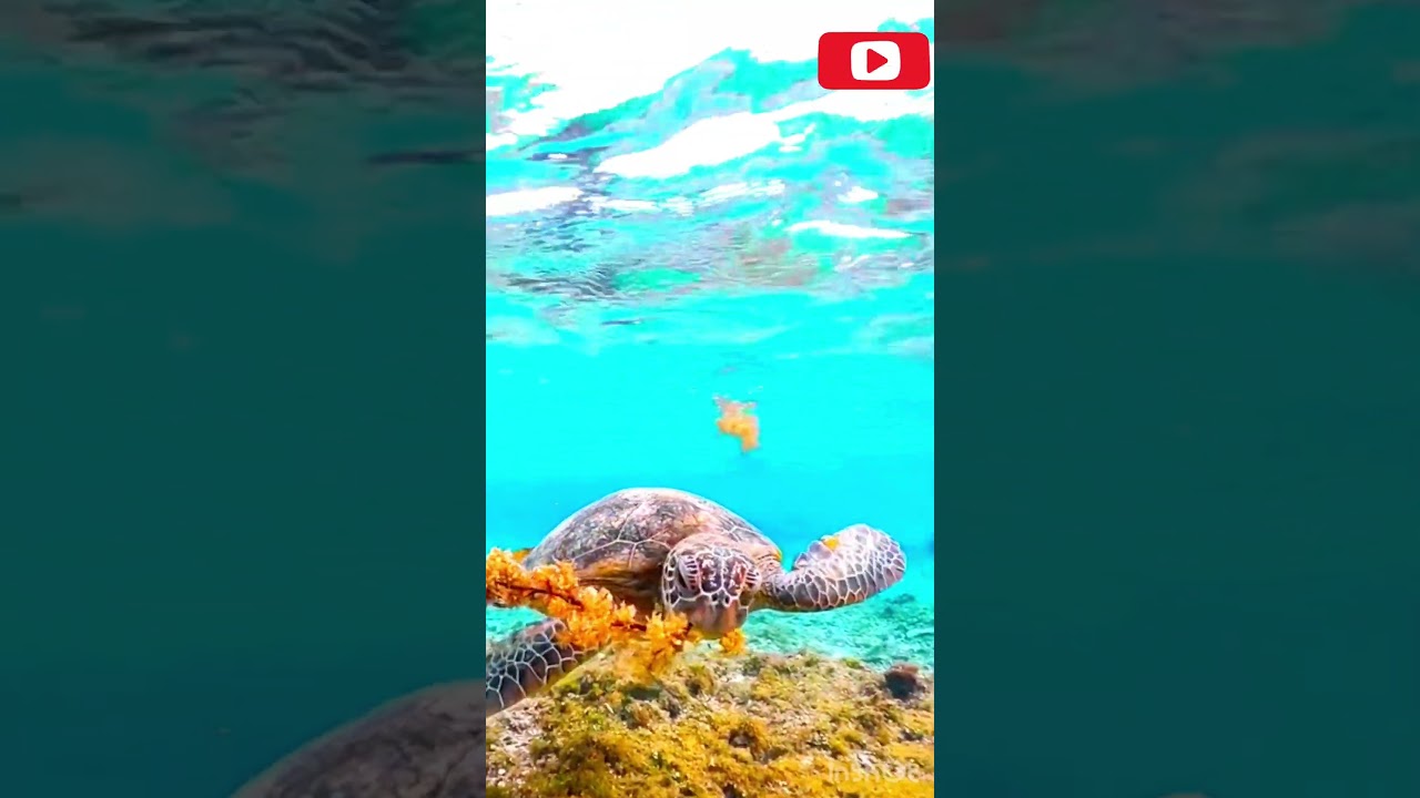 “Graceful Guardians: The Timeless Journey of Turtles”😍#Turtles#MarineLife#WildlifeConservation